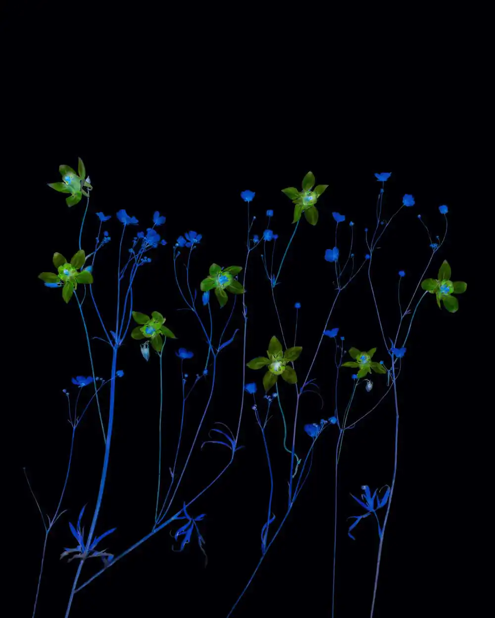 UFO – Unidentified Flowers Outfit