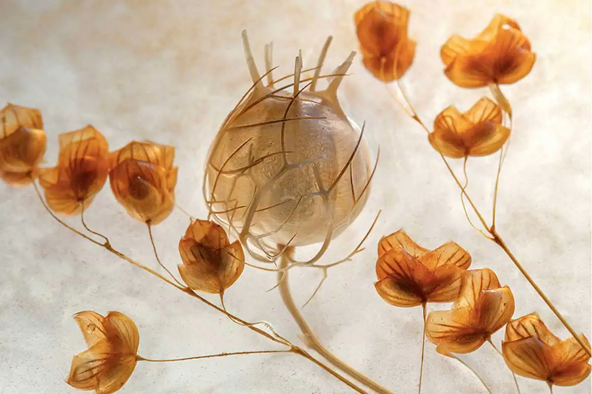 Herbarium of Summer Memories by Maja Strgar Kurečić