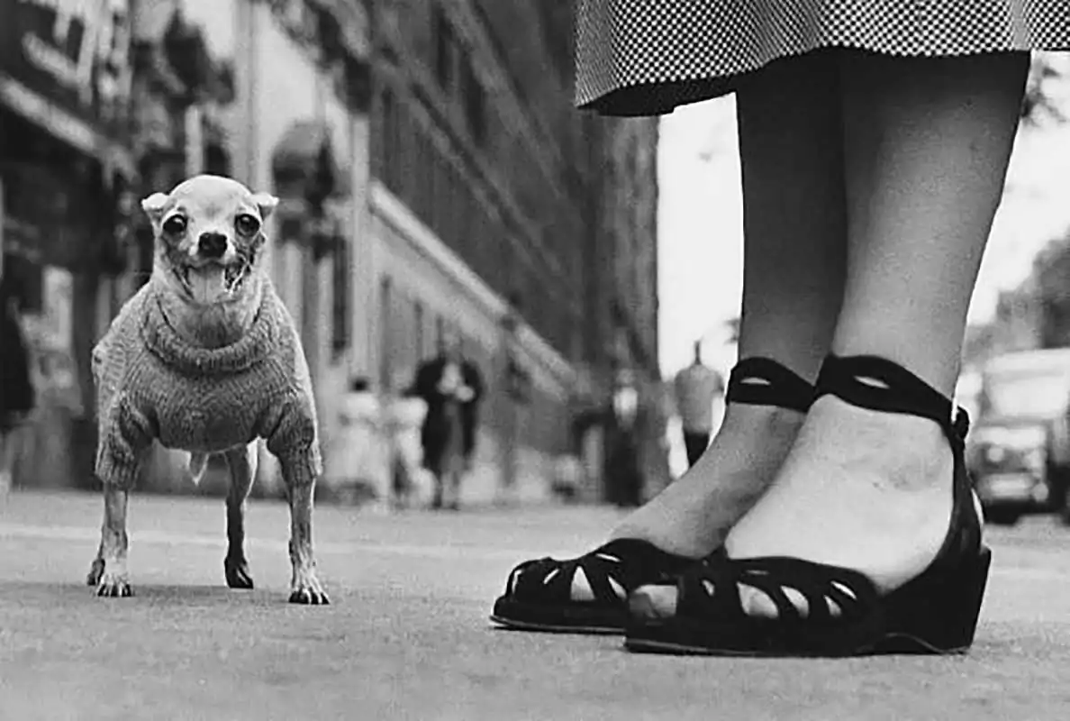 Elliott Erwitt; Found not Lost