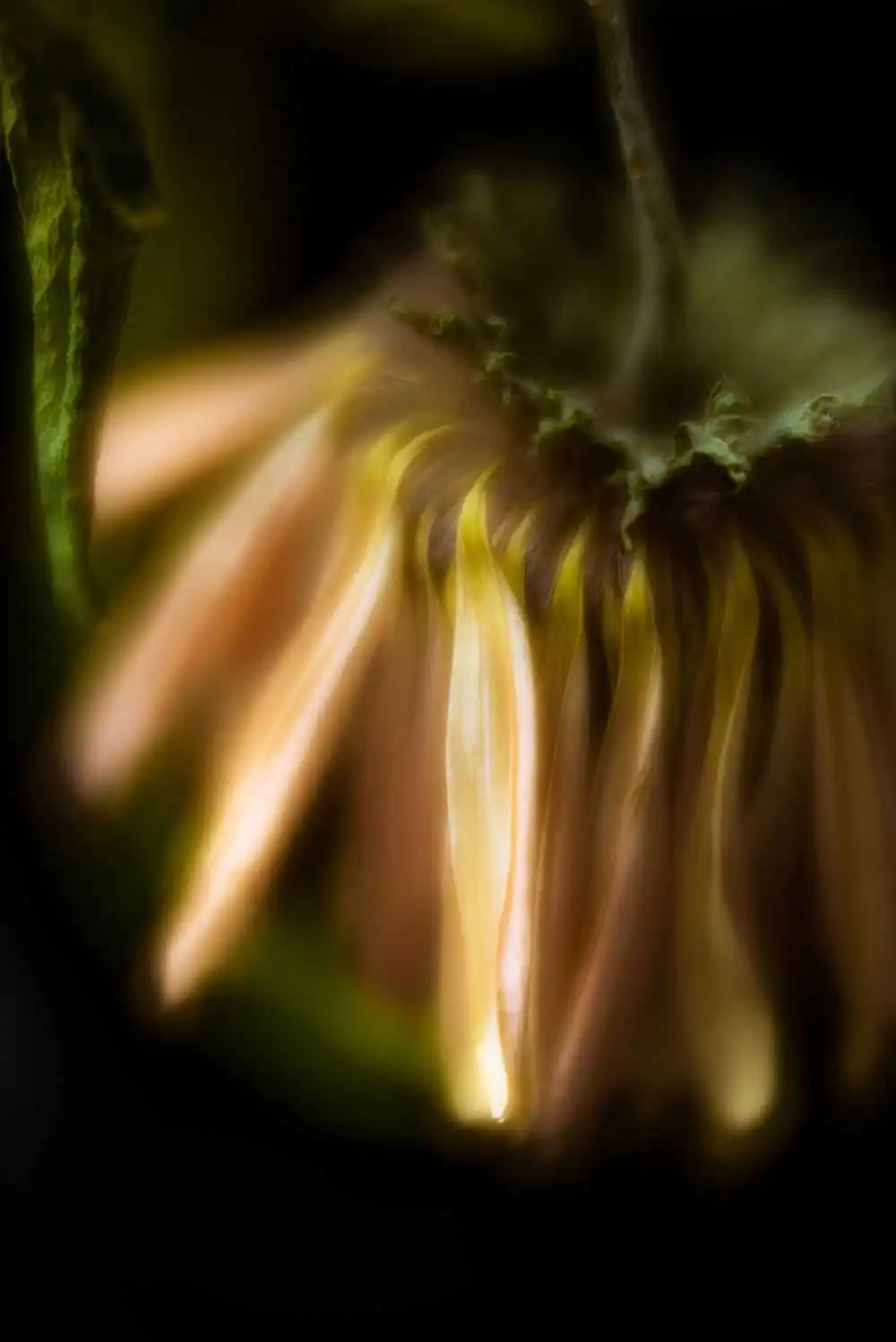 Ma Petite Fleur by Margaux Chopinet