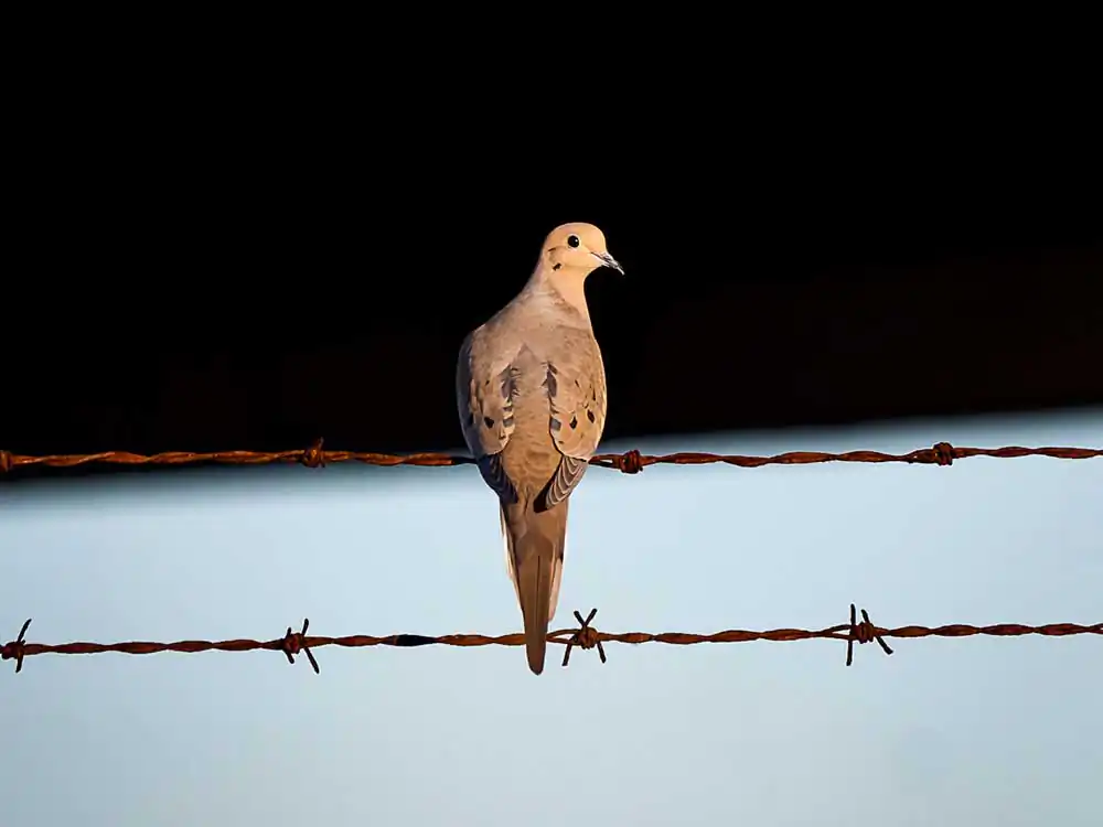 Wildlife Photography by Nicolas Bamberski