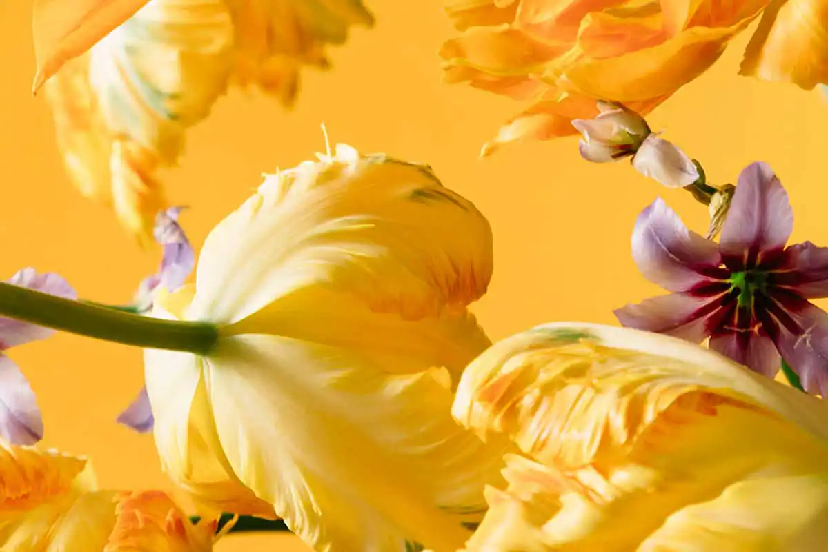 Still life by Daniela Constantini