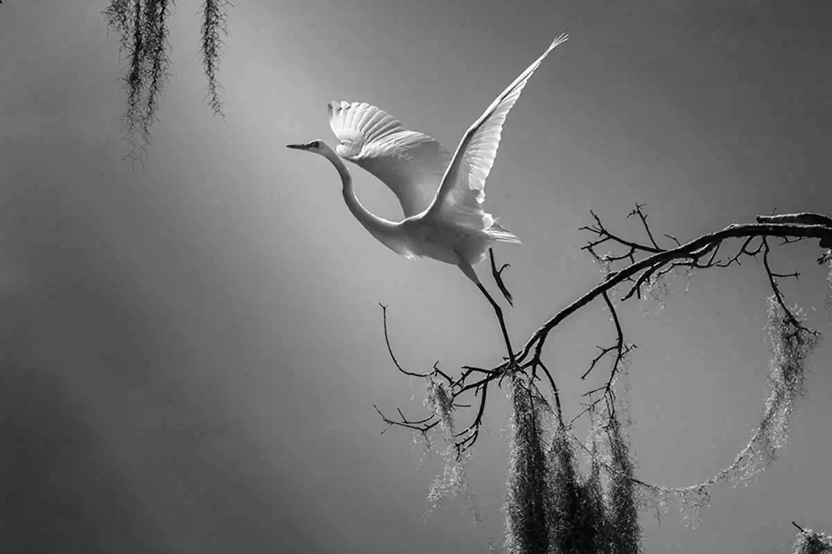 Secret garden by Fenqiang Liu