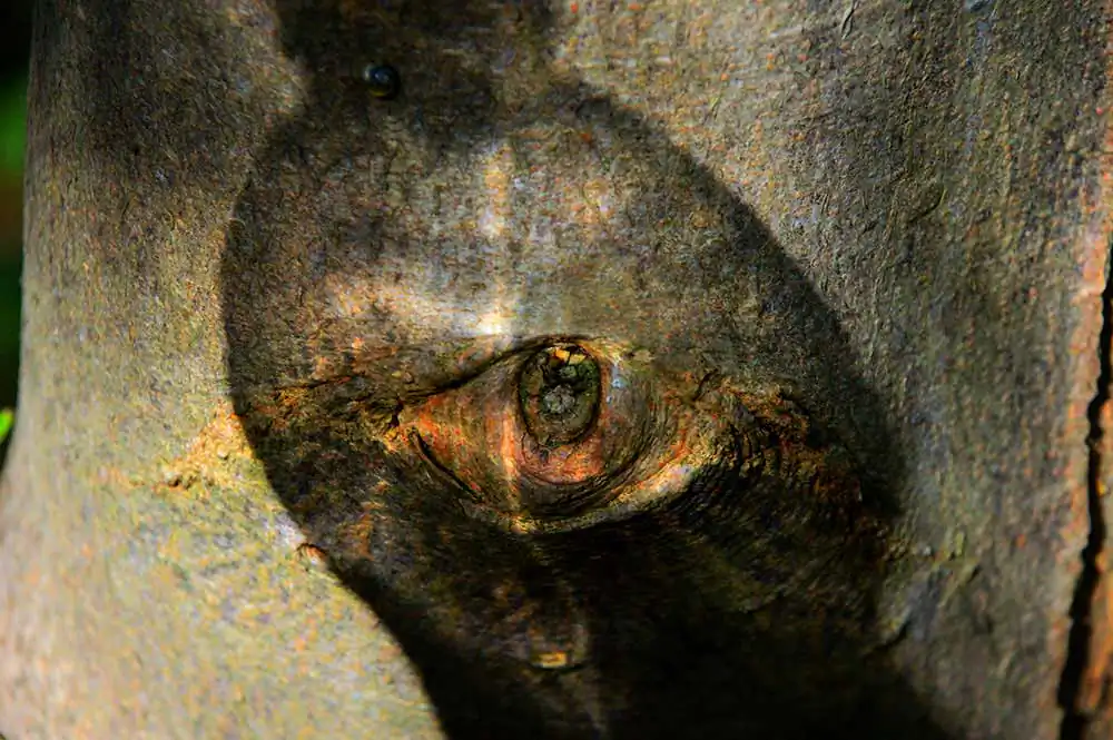 Looker Watchers of the forest