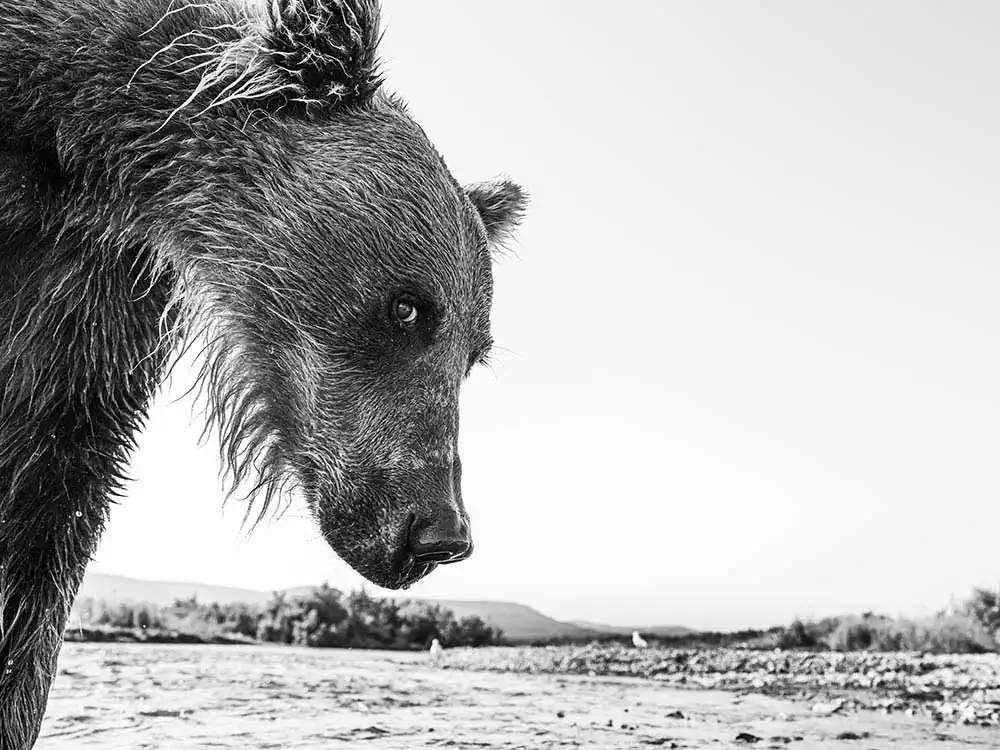 Portraits from the wilderness by Graeme Purdy