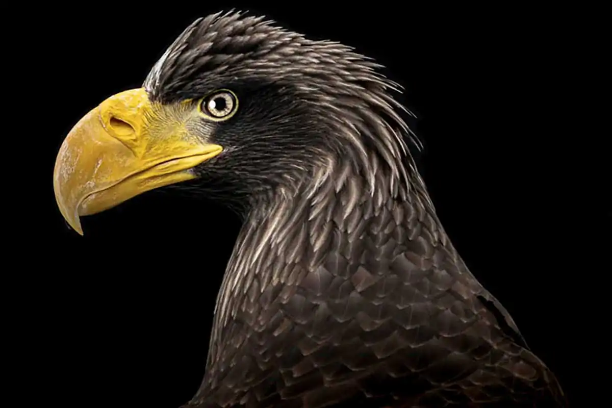 Bird of Prey by Stefano Lunardi