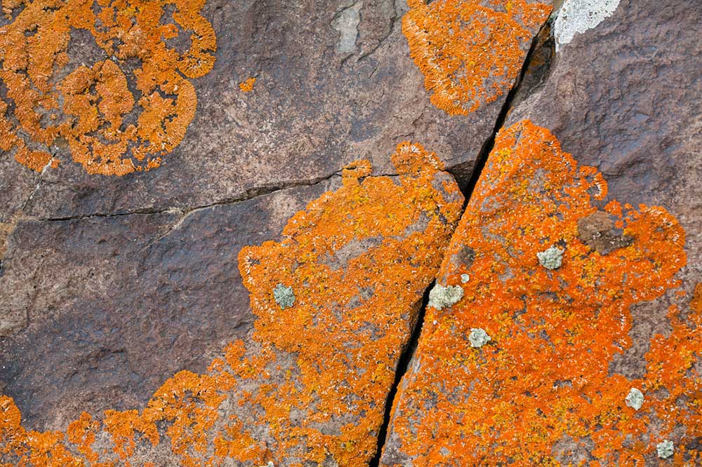 Lichen Rock by Ali Shokri