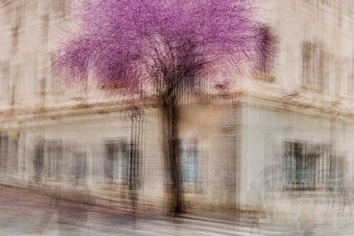 Portraits of Trees by Jacob Gils