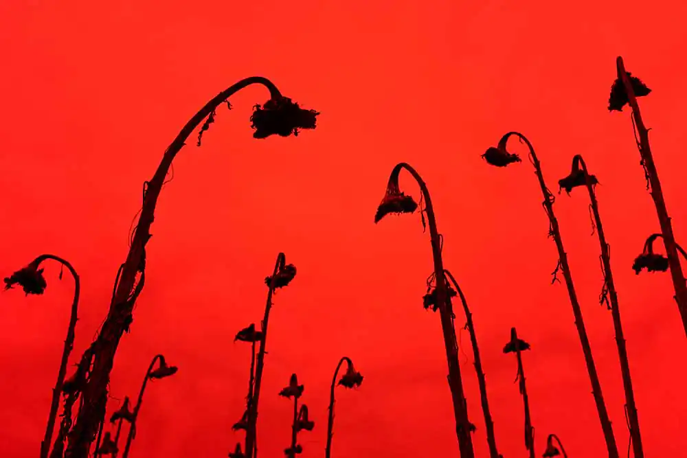 Paradise by Gian Marco Sanna