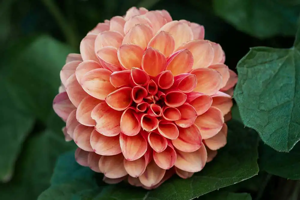 GuruShots: Fabulous Flowers