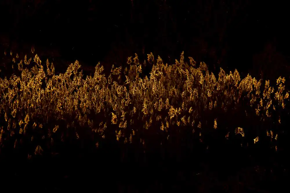 Reflections Through Cracks: Gri(e)tas by Chus Recio