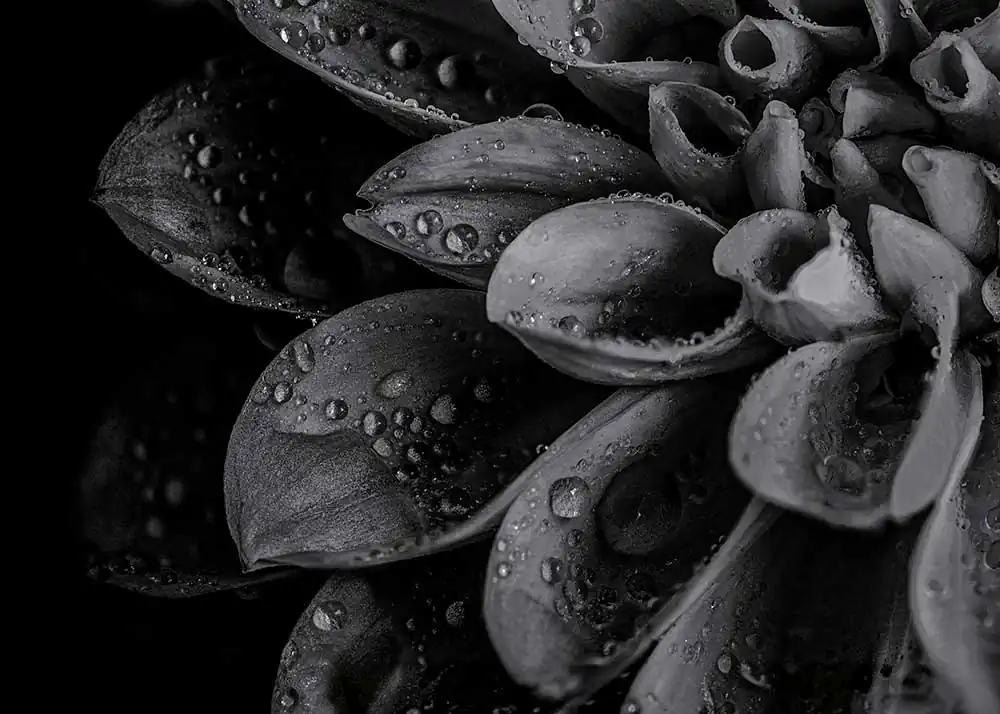 Gurushots: All Black