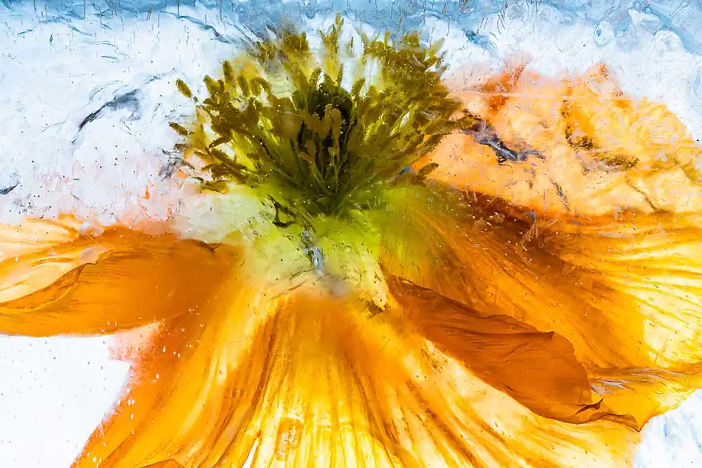 Blossoms in ice by Marc Heiligenstein