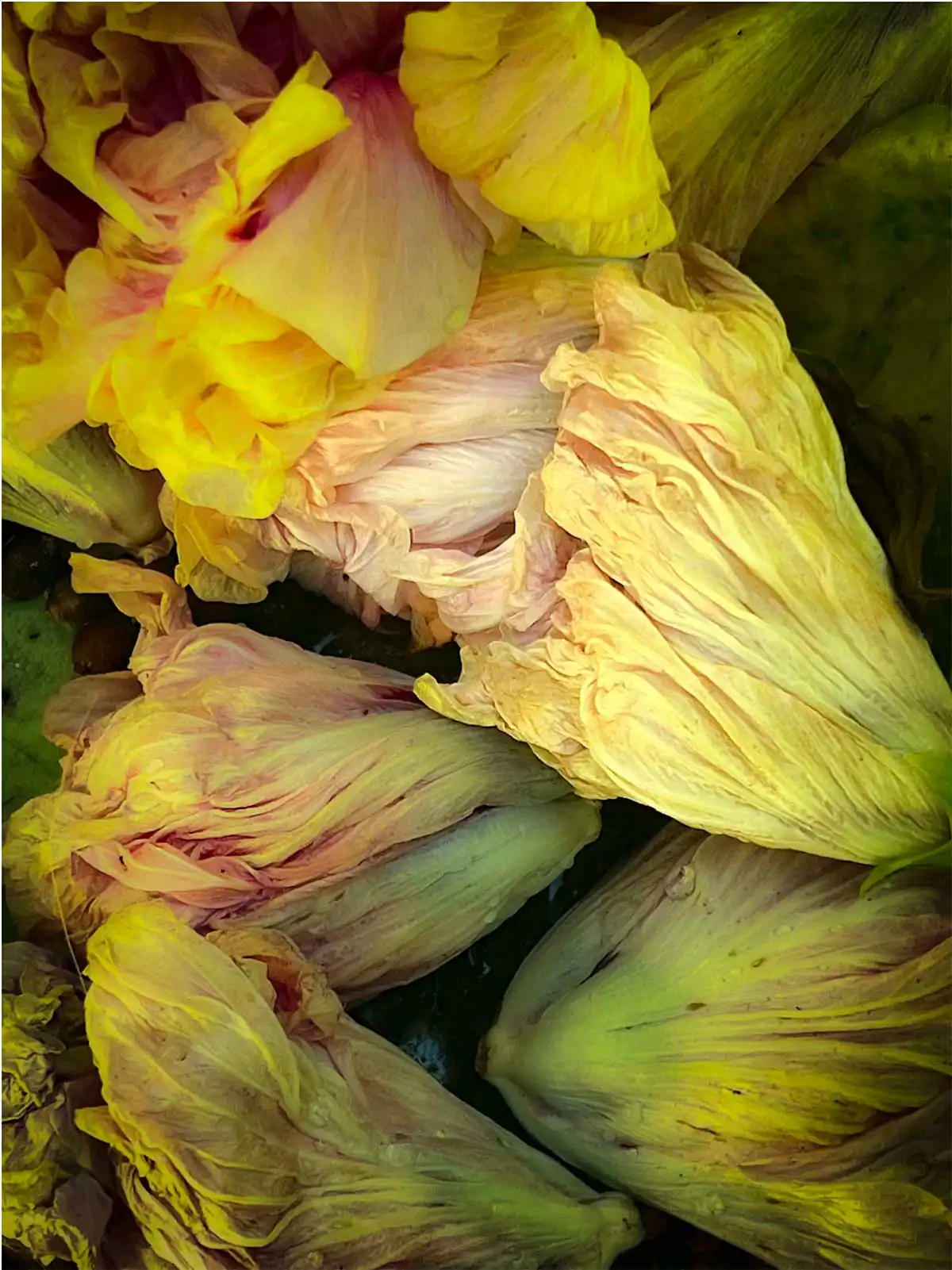 Flora Vida by Alva Martín: Exploring the Ephemeral Beauty and Transitions of Nature