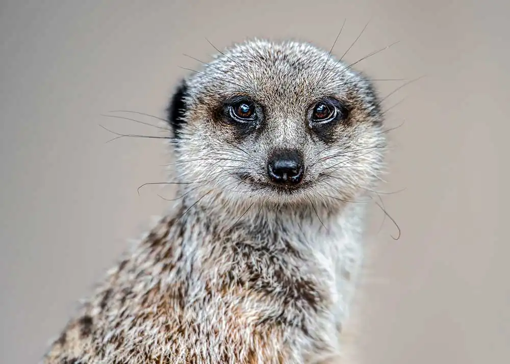 Gurushots: Epic Animals