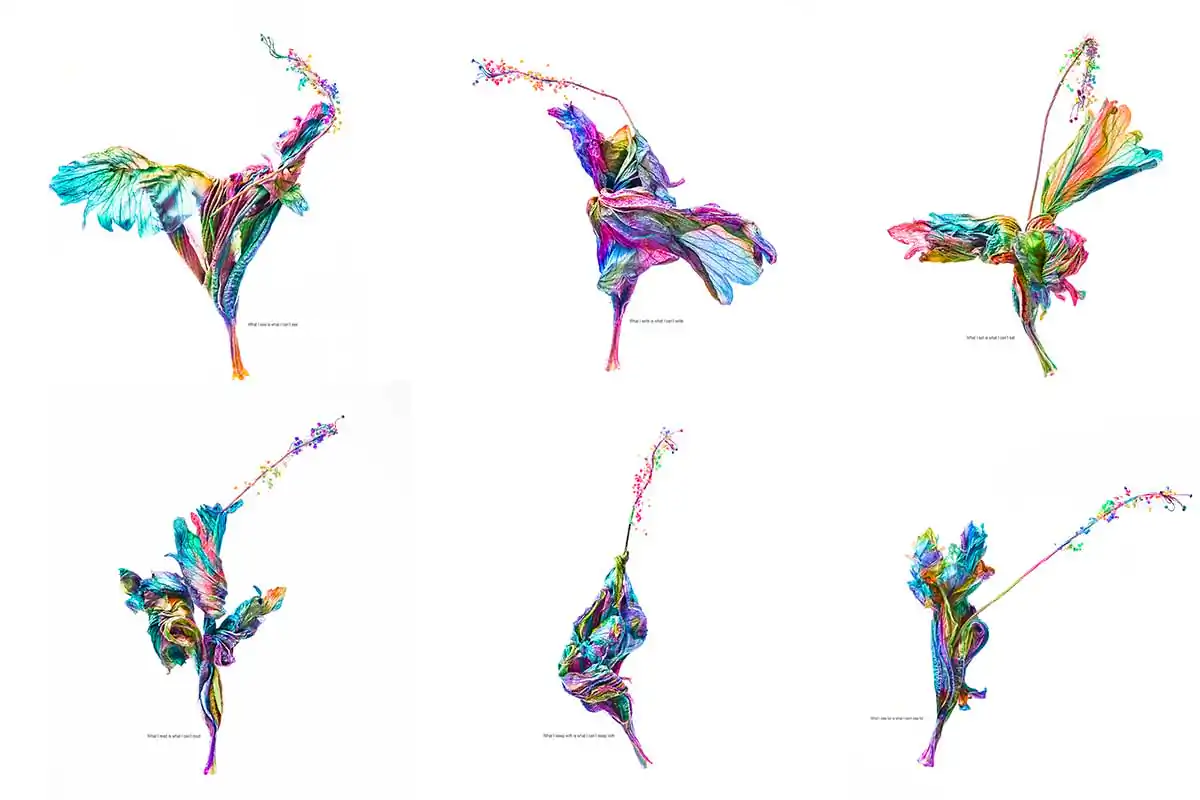 Hibiscules II: Exploring Fragility by Manas Arvind