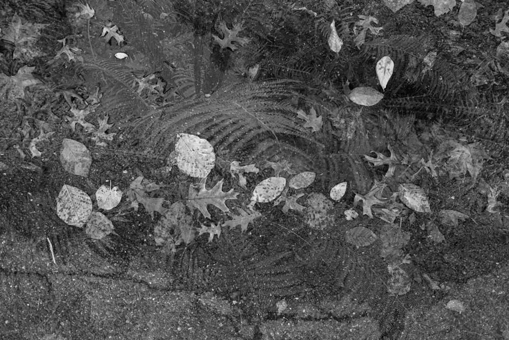 Recurring Dreams: Suzette Dushi’s Visionary Journey