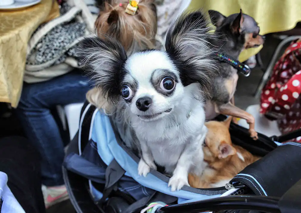 Sai Kung’s Dog Obsession Through the Lens of Brian Cassey