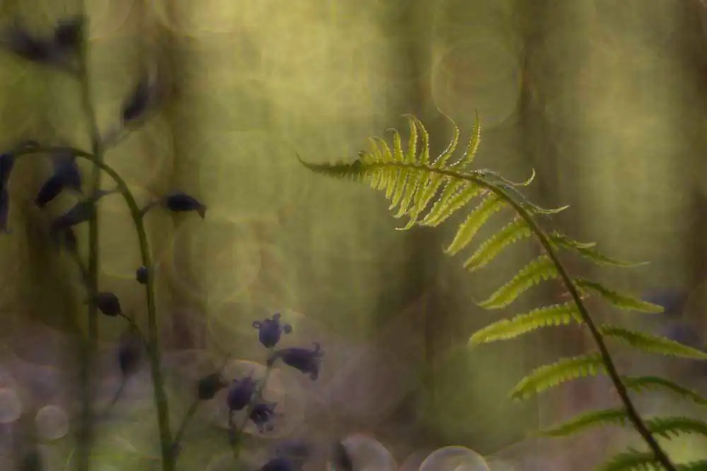 Fairytales in the Forest – Catherine Régnier’s Magical Journey Through Nature Photography