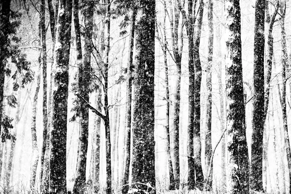 The Art of Snow & Journey : Mitsuharu Maeda’s Meditative Snowy Worlds