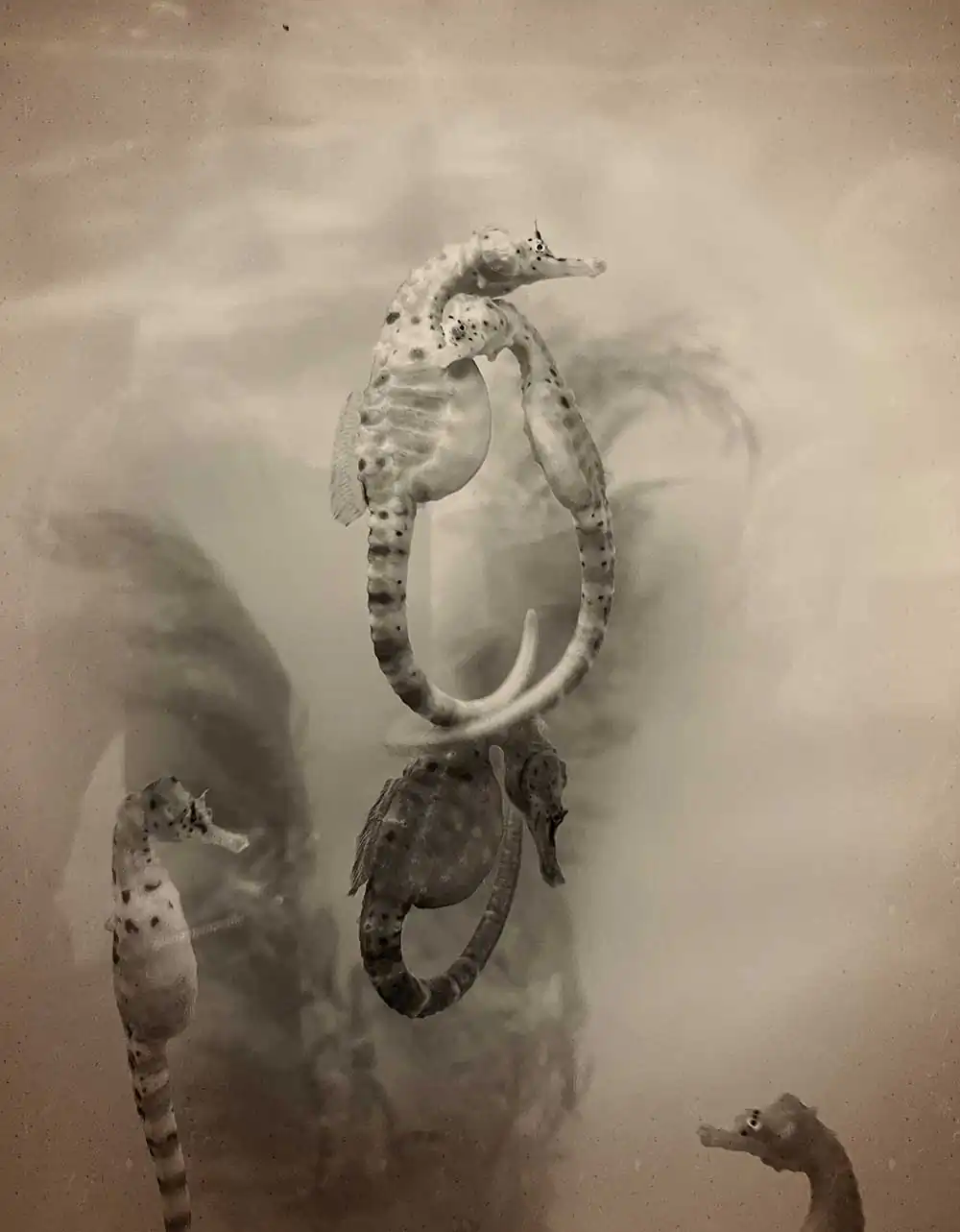 The Australian journey by Regina Anzenberger