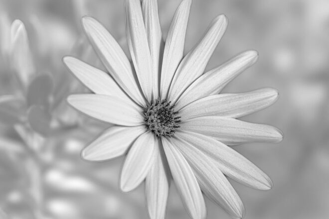 GuruShots: Mostly White