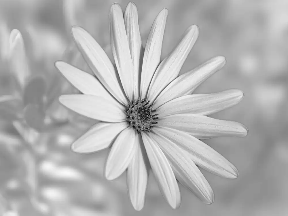 GuruShots: Mostly White