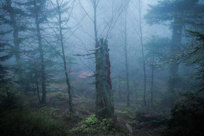 The Forgotten Places by Frédéric Demeuse: Photographs of Untamed Nature