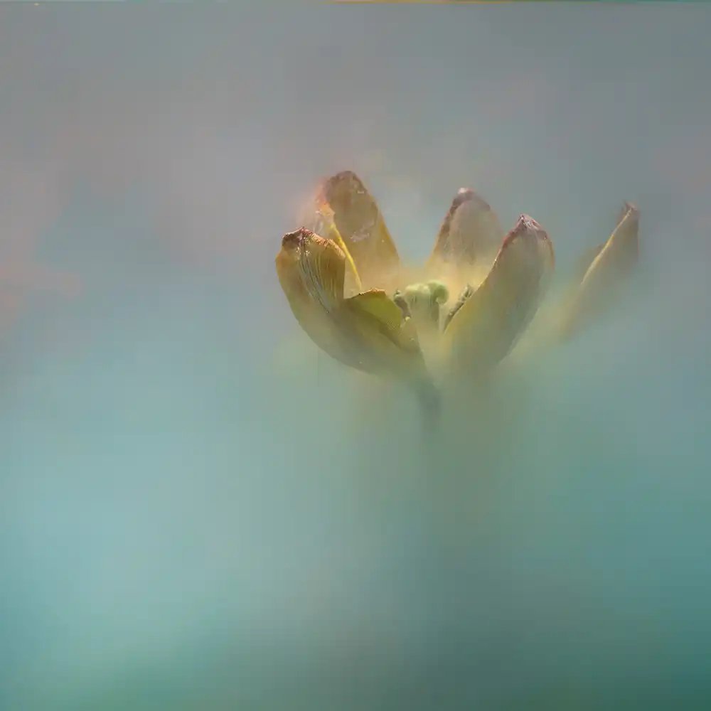 10 Contemporary Floral Photography Projects Exploring Beauty and Decay