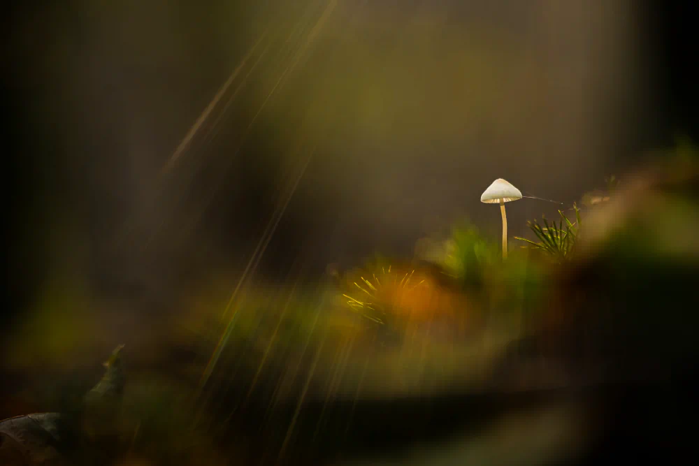 Catherine Régnier – Myst(ic) Forest, Where Forest and Spirit Meet