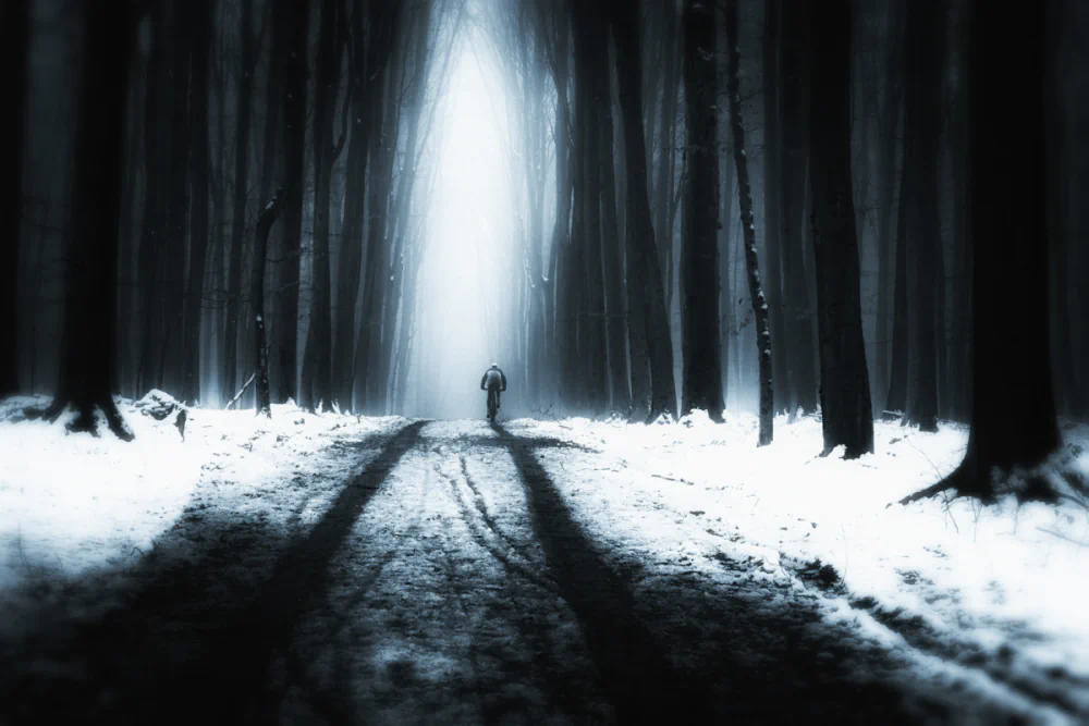 I Went to the Woods by Eddy Verloes: Exploring Life’s Essentials Through Photography