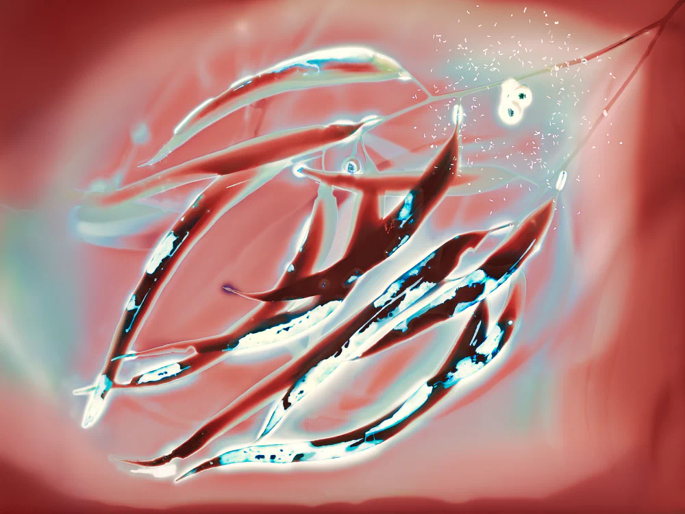 Kate Robertson: Tracing the Living Image and the Material Dialogue Between Plants and Film