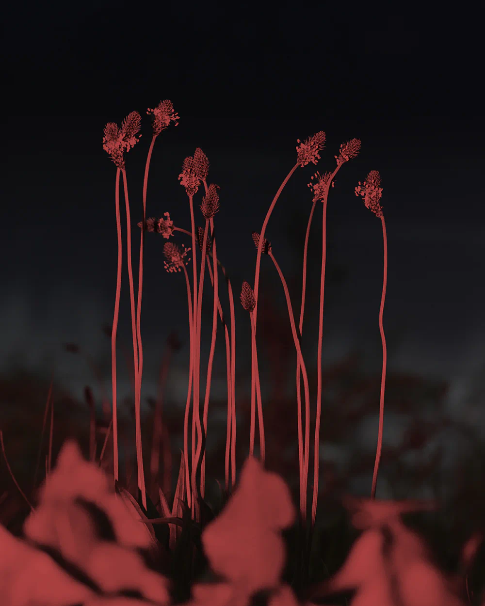 Birds, the Flowers, and Them: Su Yang on Migration, Memory, and the Meaning of Home