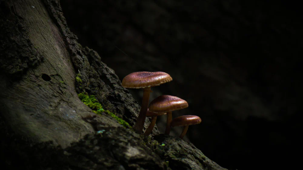 Small by Trong Hoang: Quiet Landscapes and Emotional Depth