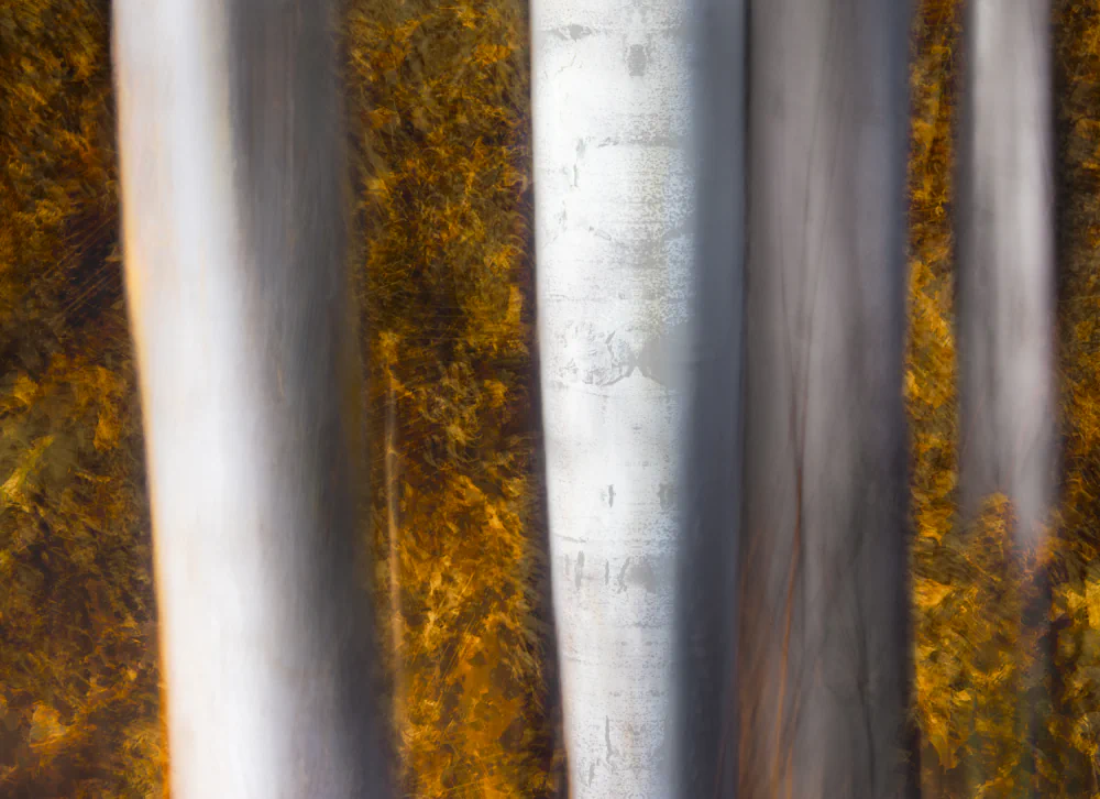 Robert DenUyl Ghosts of the Forest: Abstract Photography and the Quiet Landscape