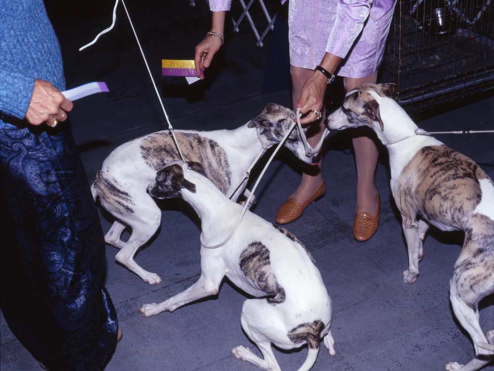 Dog Shows: Martin Andersen’s Documentary on Dog Show Spectacle