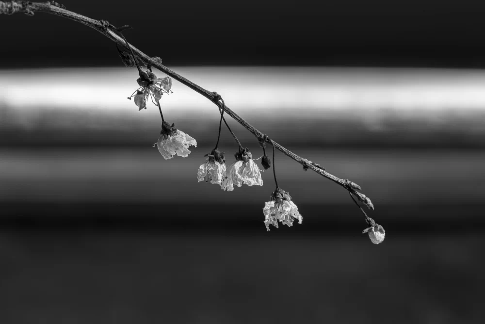 Dialogues with Mystery by Paula Aranoa: Photography, Memory, and the Invisible