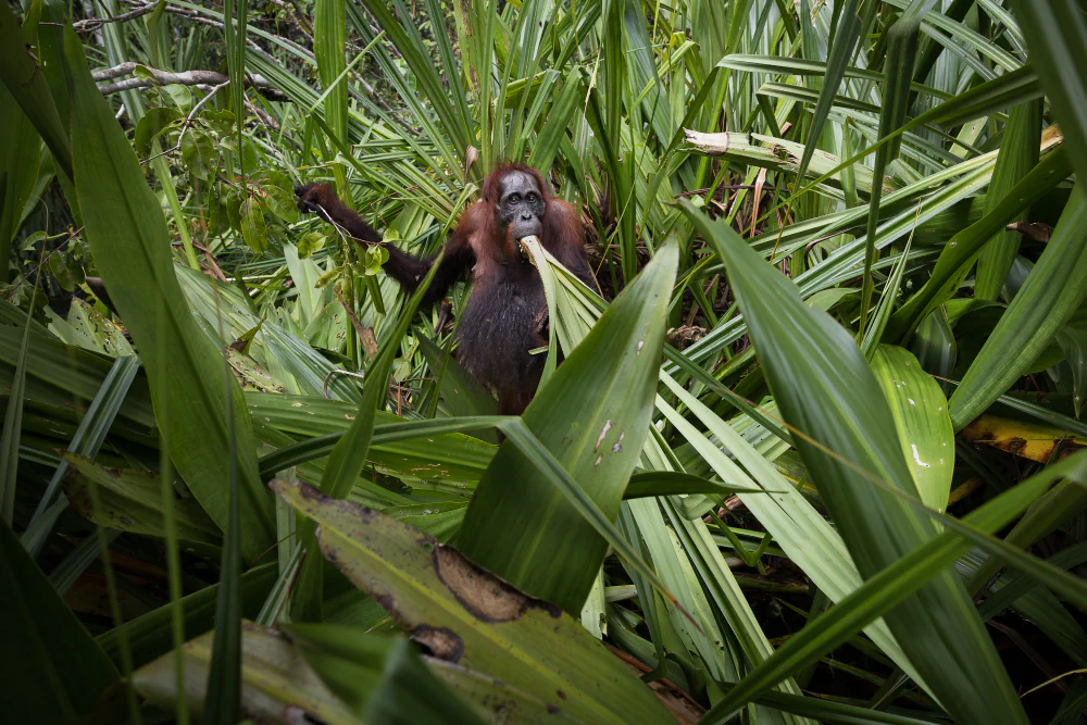 Great Apes Project by Benoît Rondelet: Humanity, Nature, and Extinction