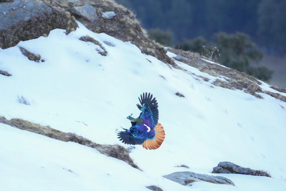Anupam Dutta Captures the Himalayas in Chasing Color in Silence