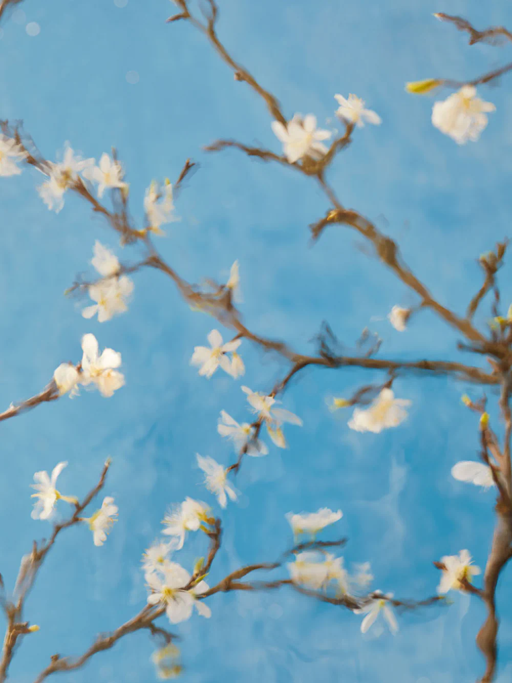 Spring Is Coming! by Alena Kutnikova: Still Life Photography and the Fragility of Change