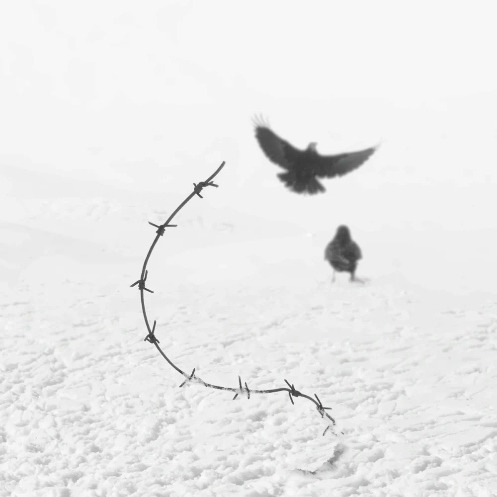 Freedom by Mostafa Nodeh Reflects on the Universal Search for Freedom