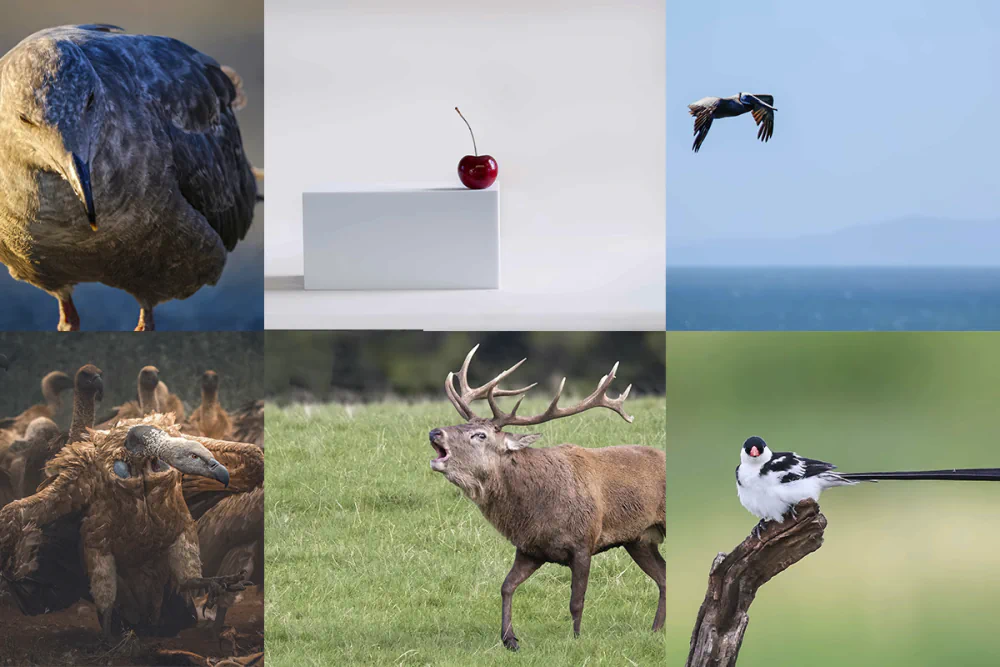 Protected: Gurushots: Minimalism and Magnificent Animals