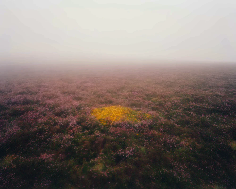 Elmwood: Pictures from Dartmoor by Nicholas J.R. White: Belonging, Loss and the Meaning of Home