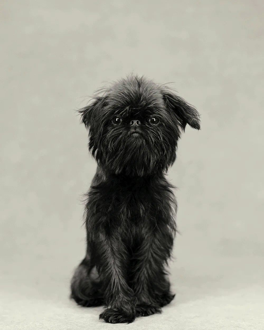 The Dogs by Vincent Lagrange: Animal Portraits Beyond the Human Gaze